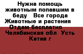 Нужна помощь животным попавшим в беду - Все города Животные и растения » Отдам бесплатно   . Челябинская обл.,Усть-Катав г.